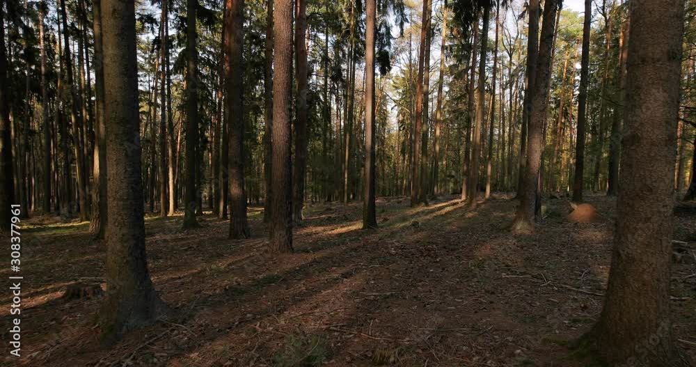 Forest walk between pine trees, smooth camera motion Forest walk between pine trees, smooth camera motion