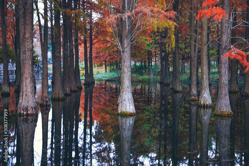 The red metasequoia in the country park in autumn have a beautiful reflection