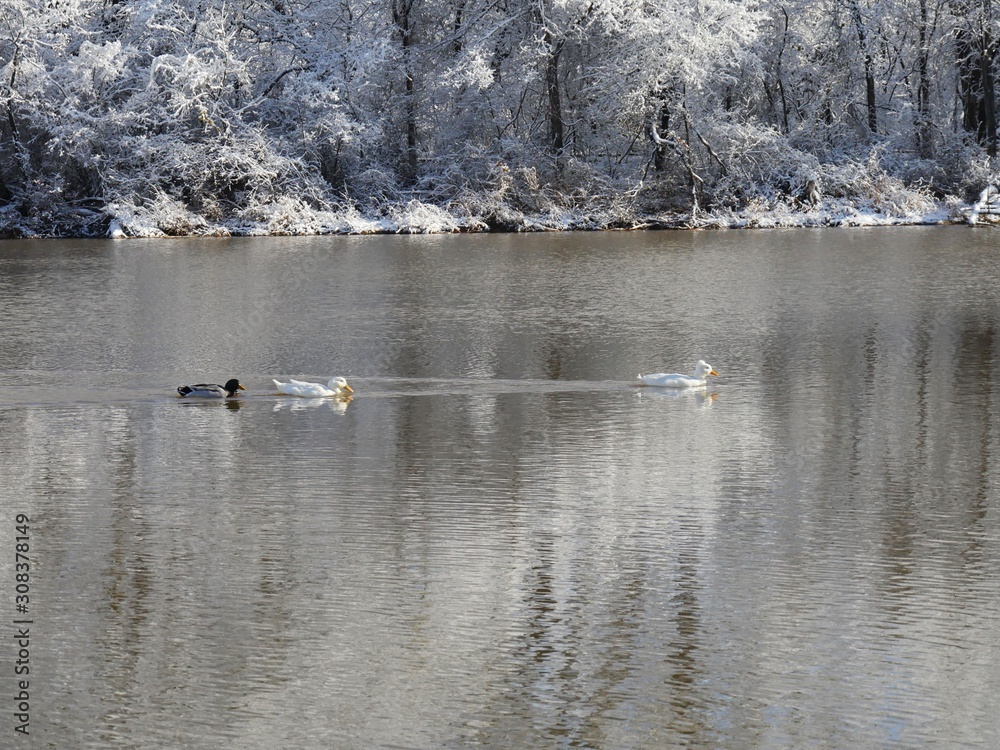Three ducks swimming in the cold water of the pond on a winter morning