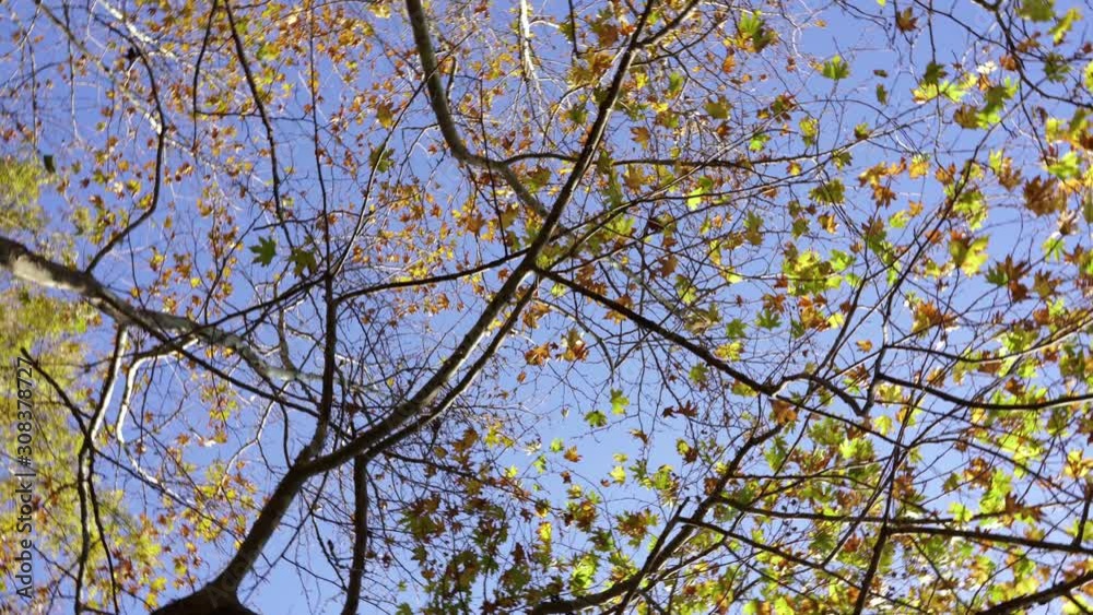 Yellow maple leaves on clear purple sky on a rotating view seen from the ground, tree texture, copy space Yellow maple leaves on clear purple sky on a rotating view seen from the ground, tree texture, copy space