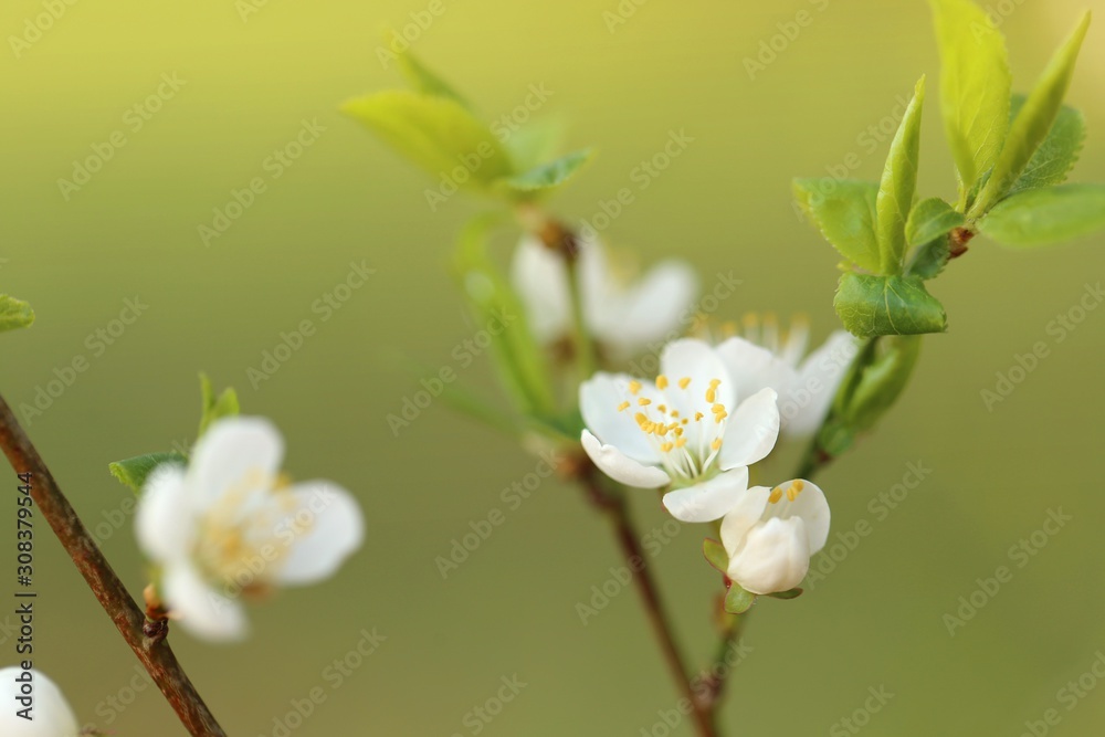 Obraz premium Spring time. Cherry flowers and first green leaves on a blurred green background.Spring gentle background. Spring season
