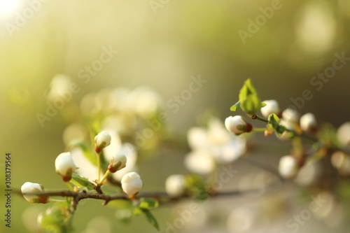 Spring time. Cherry flowers and  green leaves on a blurred green background.Spring floral gentle background. Spring season