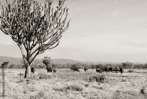 Buffalo in nature in Nakura (Kenya) photo