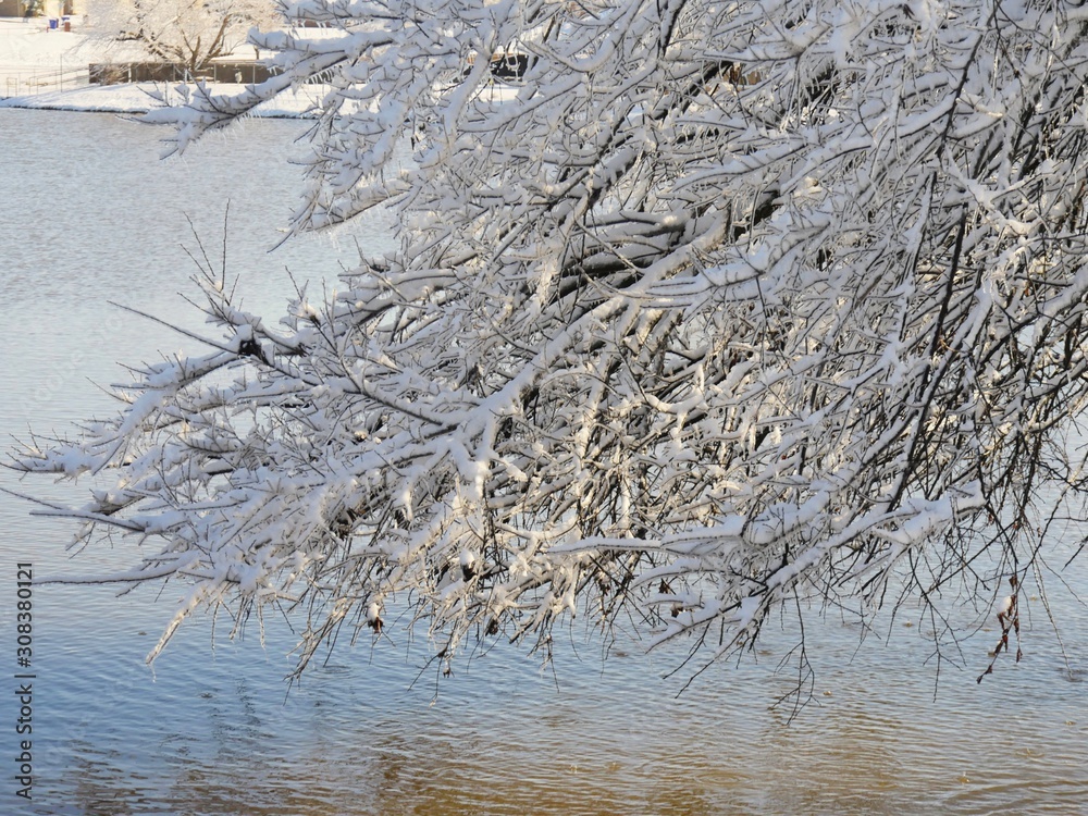 Branches and twigs of a tree covered with ice and snow hanging over a pond on a cold morning Branches and twigs of a tree covered with ice and snow hanging over a pond on a cold morning