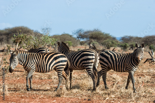 Zebras in their natural habitat in East Africa (Kenya)