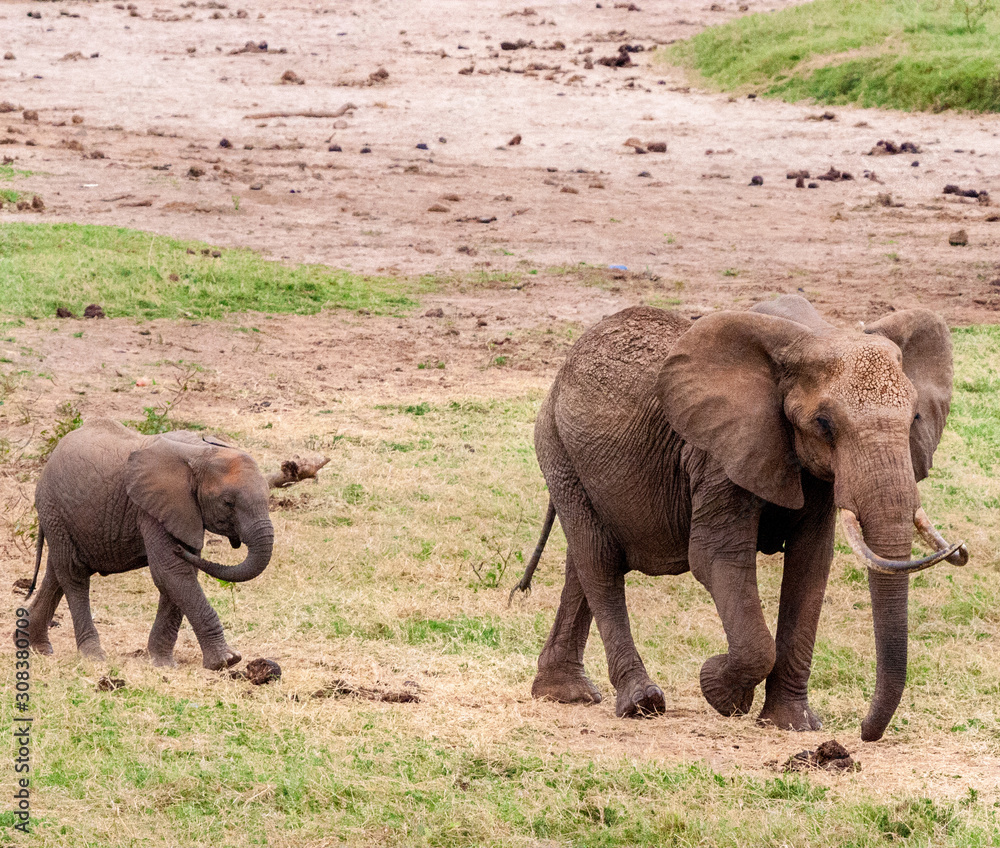 Elephants in their natural habitat in Kenya, East Africa.