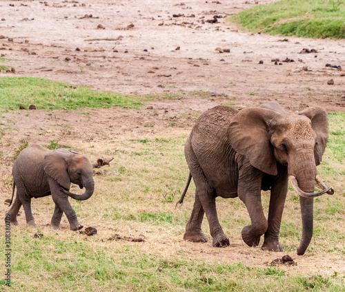 Elephants in their natural habitat in Kenya  East Africa.
