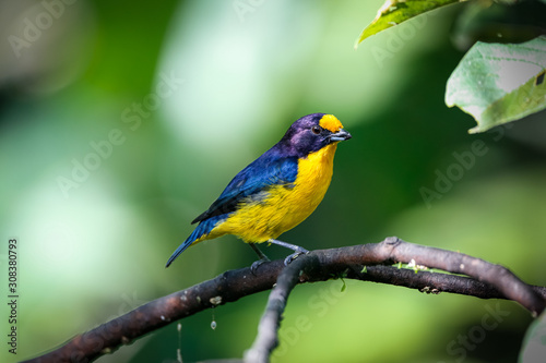 Close up of a colorful Violaceous euphonia perched on a branch against defocused green background, Folha Seca, Brazil © Uwe Bergwitz