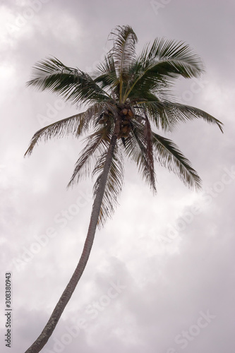 Palm tree growing in Kenya against cloudy sky