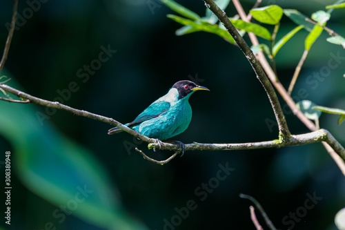 Sideview of a Green honeycreeper perched on a branch against defocused background, Folha Seca, Brazil
