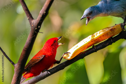 Brazilian tanager and an Azure-shouldered tanager fight over a banana, beaks open, against green defocused background, Folha Seca, Brazil photo