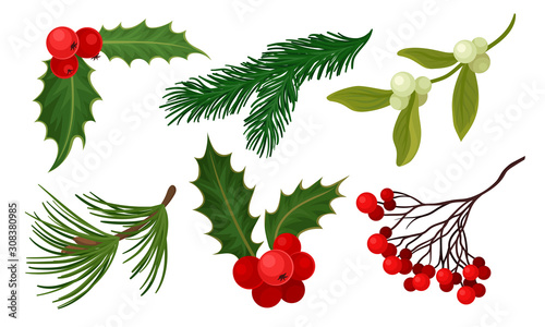 Plants for Christmas Holiday Decoration Collection, Spruce Branch, Rowan Berries, Holly Vector Illustration