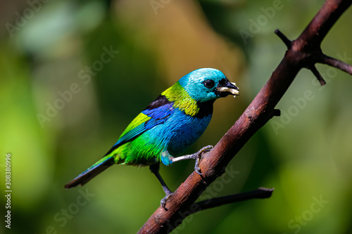 Close up of Green-headed tanager with fruit in beak perched on a branch against defocused green background, Folha Seca, Brazil