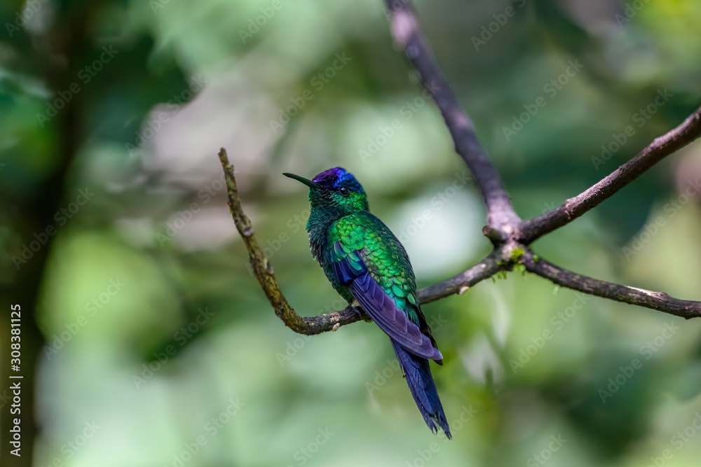 Violet-capped woodnymph perched on a branch against defocused green background, Folha Seca, Brazil Violet-capped woodnymph perched on a branch against defocused green background, Folha Seca, Brazil