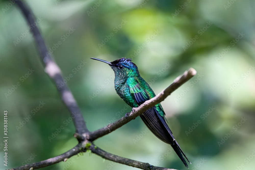 Violet-capped woodnymph perched on a branch against defocused green background, Folha Seca, Brazil
