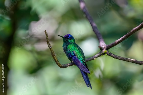 Violet-capped woodnymph perched on a branch against defocused green background  Folha Seca  Brazil