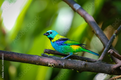 Close up of Green-headed tanager perched on a branch against defocused green background, Folha Seca, Brazil