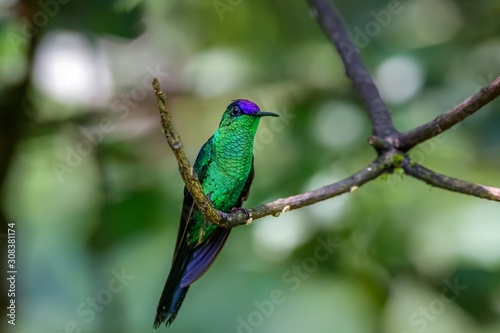 Violet-capped woodnymph perched on a branch against defocused green background, Folha Seca, Brazil