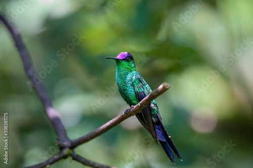 Violet-capped woodnymph perched on a branch against defocused green background, Folha Seca, Brazil © Uwe Bergwitz