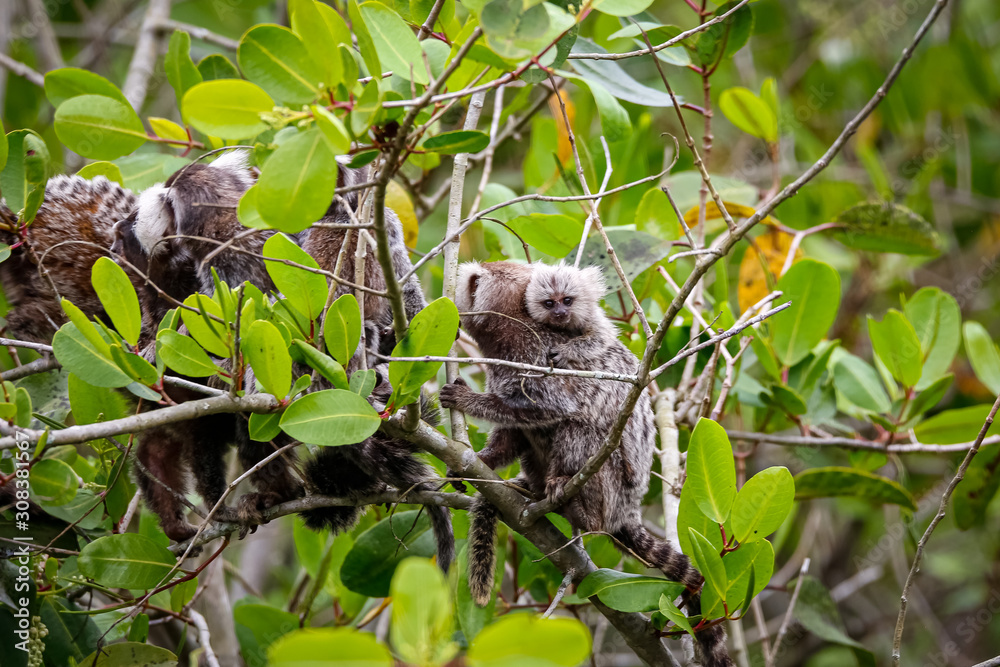 Group of Common marmosets climbing in a green leaved tree, one with a baby on the back, Paraty, Brazil