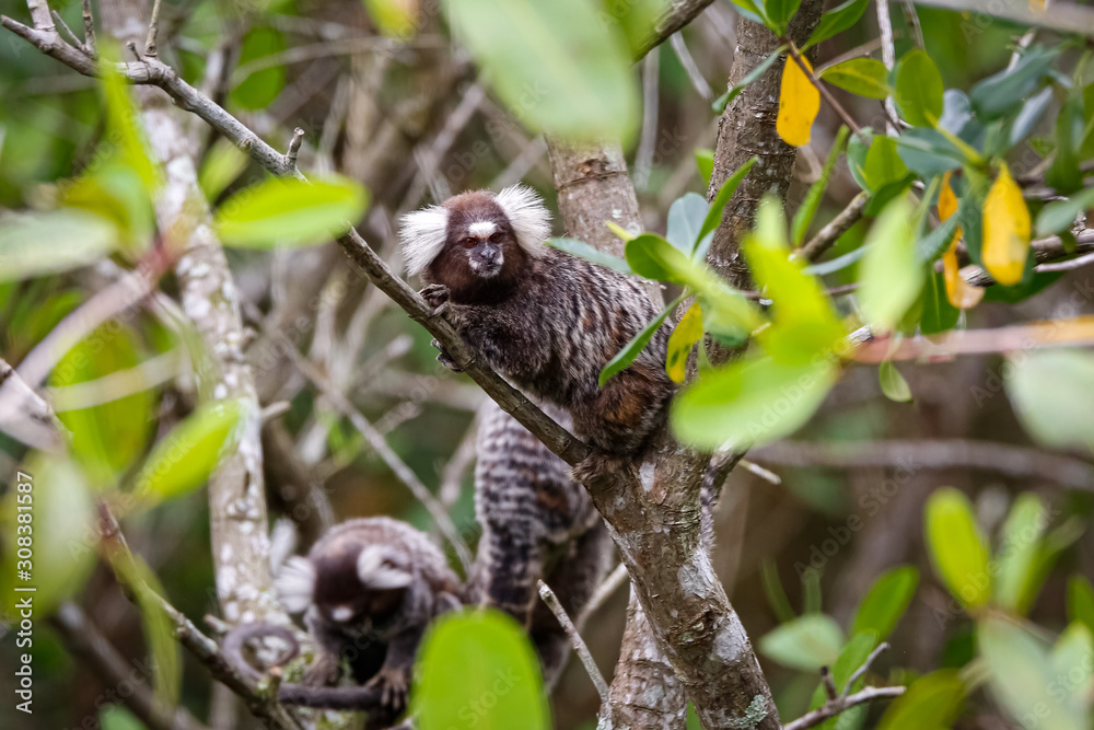 Common marmosets climbing in a green leaved tree, one is facing camera, Paraty, Brazil