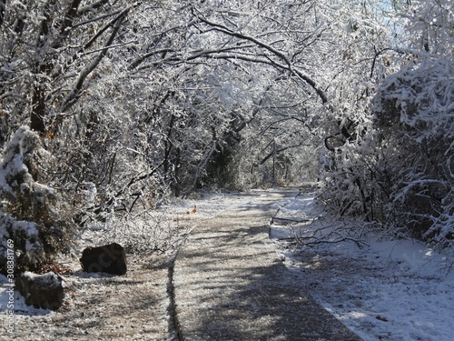 Winter scene in the jungle, with ice and snow fast melting from the trees photo