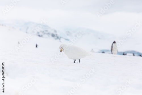 White sheathbill seabird bird in the snow and ice of Antarctica