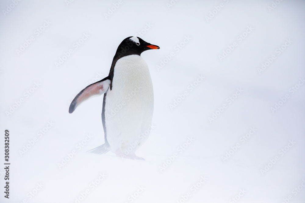 Naklejka premium Gentoo penguin in the ice and snow of Antarctica