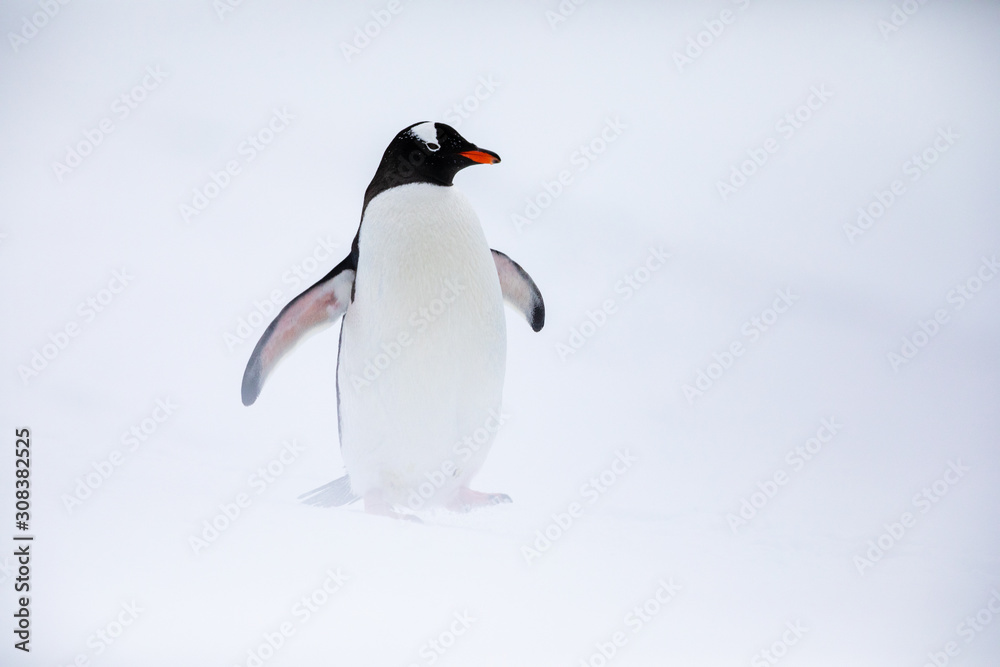 Naklejka premium Gentoo penguin in the ice and snow of Antarctica