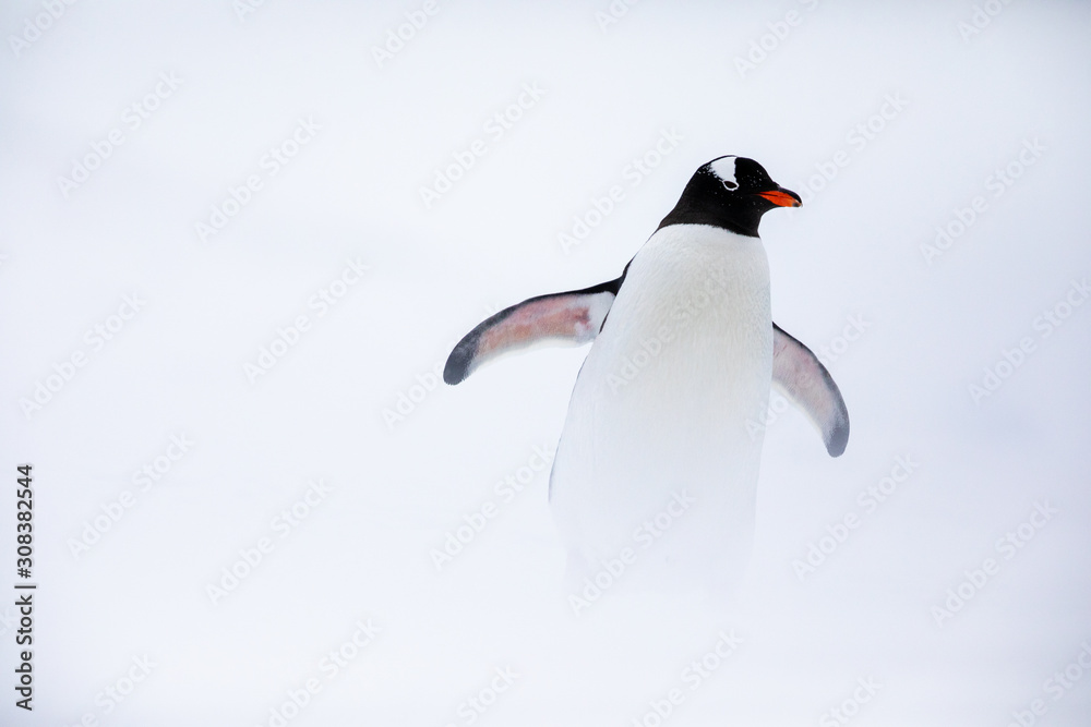 Obraz premium Gentoo penguin in the ice and snow of Antarctica