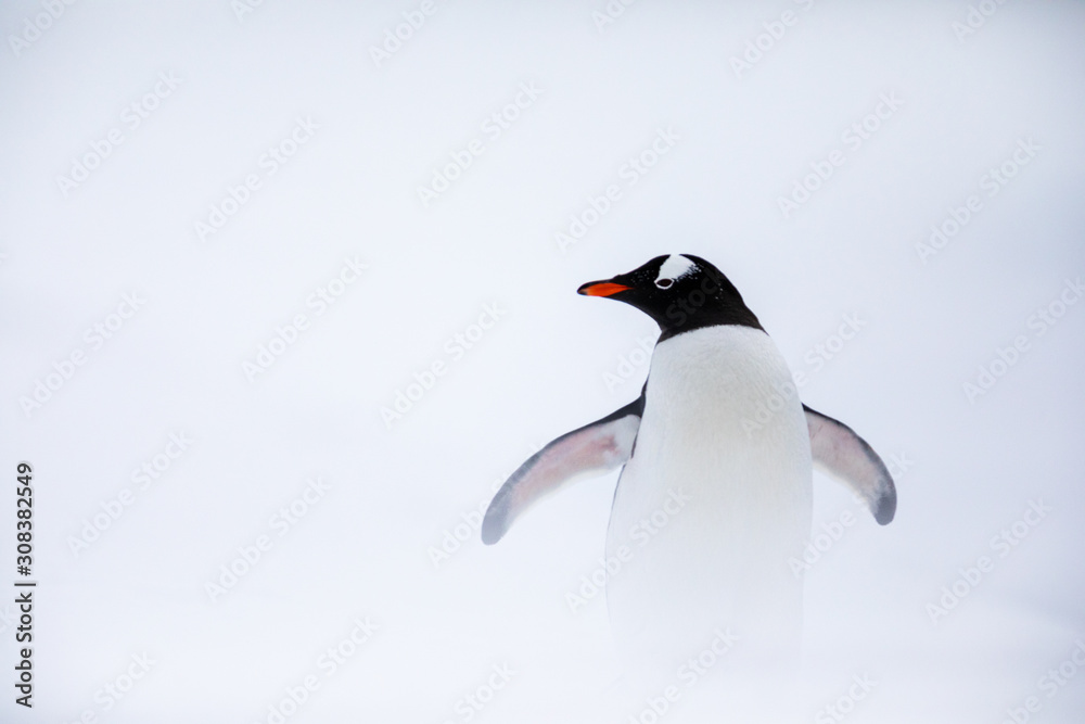 Naklejka premium Gentoo penguin in the ice and snow of Antarctica