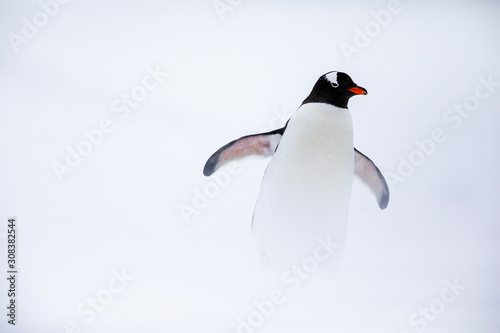 Gentoo penguin in the ice and snow of Antarctica