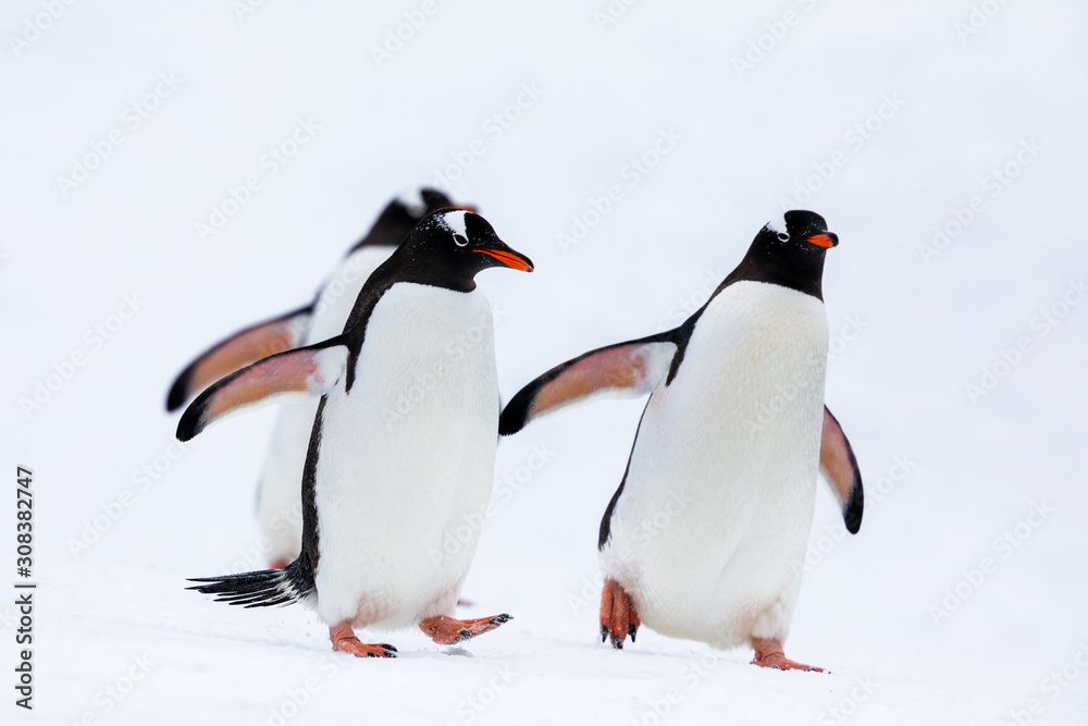 Naklejka premium Group of gentoo penguins in the ice and snow of Antarctica