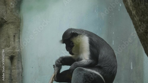 A monkey on the epic pose of solving his problems. photo