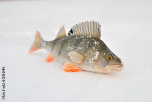 Winter fishing with ice fishing for perch