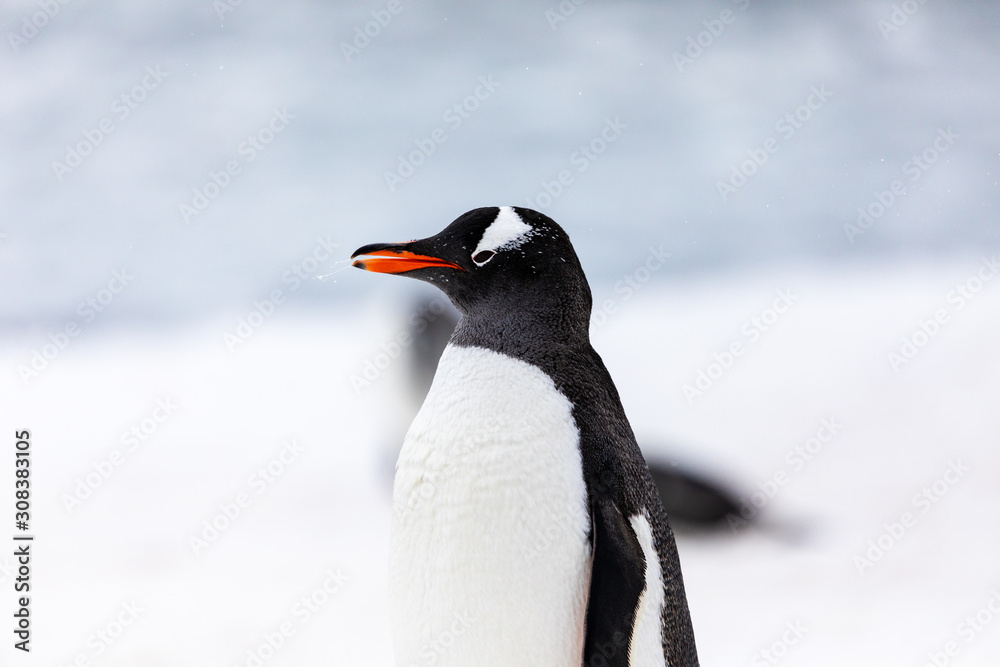 Naklejka premium Gentoo penguin in the ice and snow of Antarctica