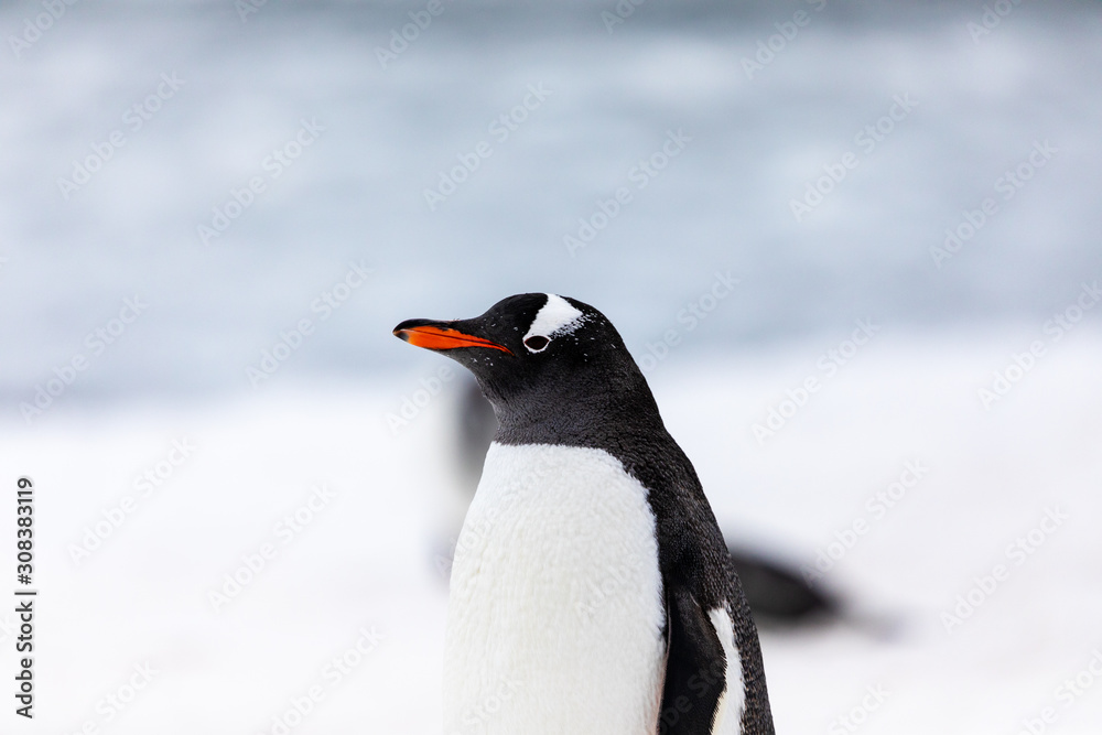 Obraz premium Gentoo penguin in the ice and snow of Antarctica