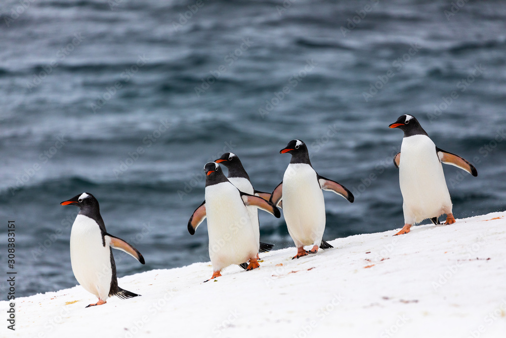 Fototapeta premium Group of gentoo penguins in the ice and snow of Antarctica