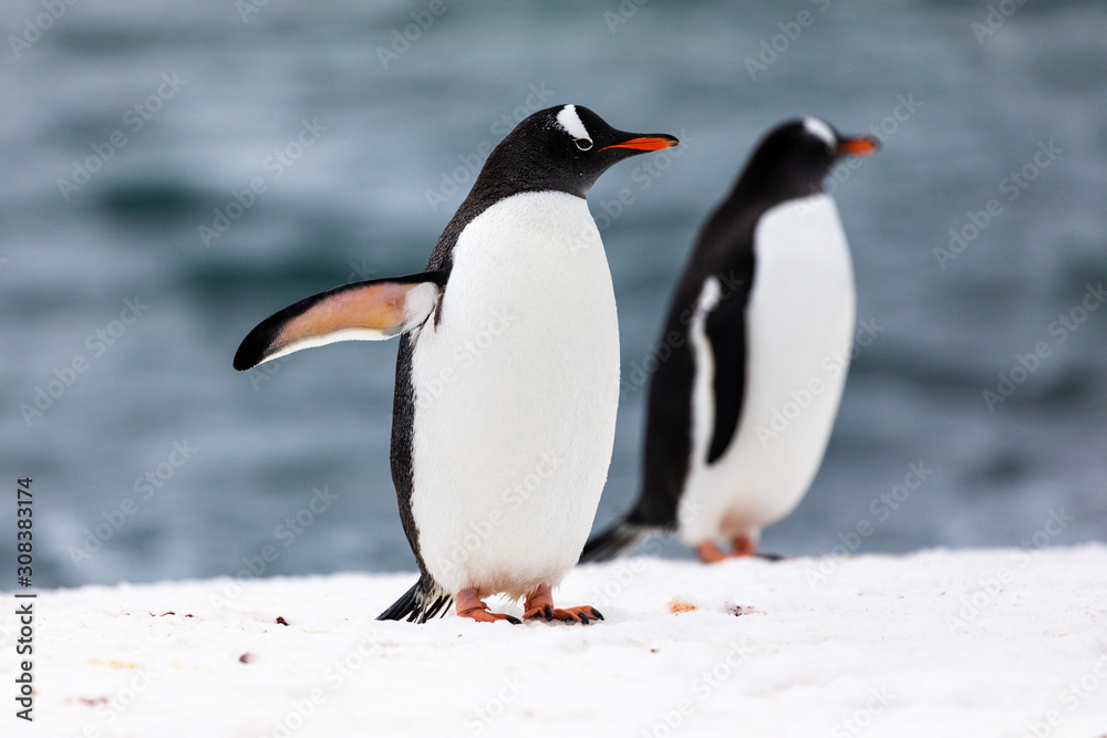 Naklejka premium Two gentoo penguins in the ice and snow of Antarctica