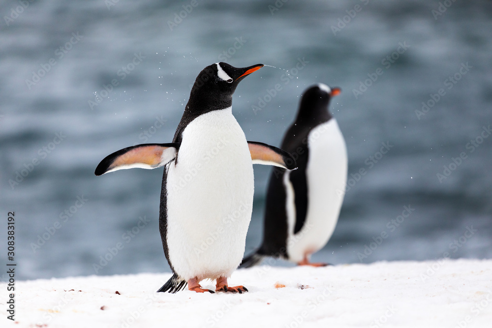 Two gentoo penguins in the ice and snow of Antarctica