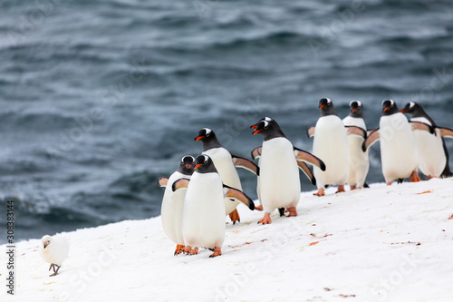 Group of gentoo penguins in the ice and snow of Antarctica