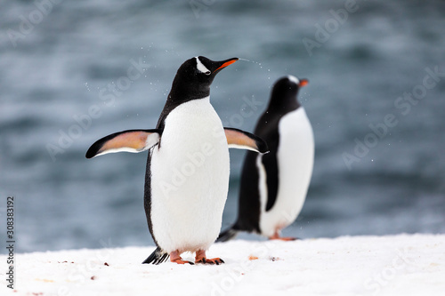 Two gentoo penguins in the ice and snow of Antarctica © Gabi