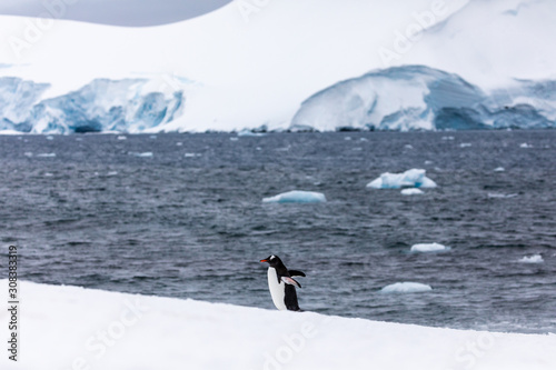 Gentoo penguin in the ice and snow of Antarctica