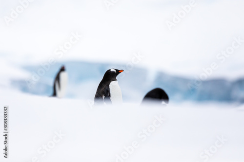 Group of gentoo penguins in the ice and snow of Antarctica