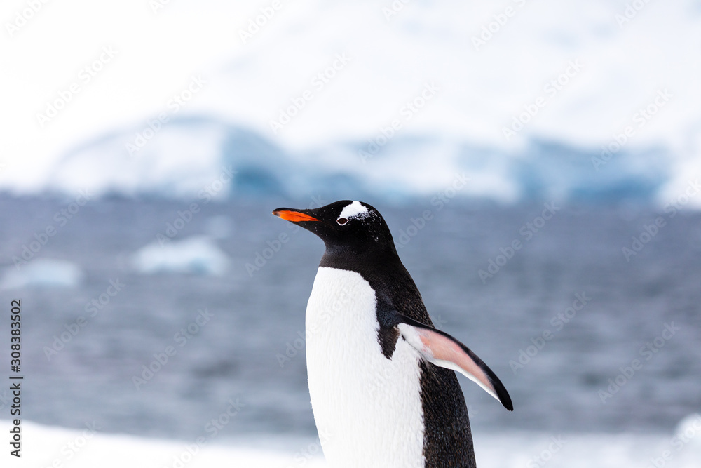 Naklejka premium Gentoo penguin in the ice and snow of Antarctica