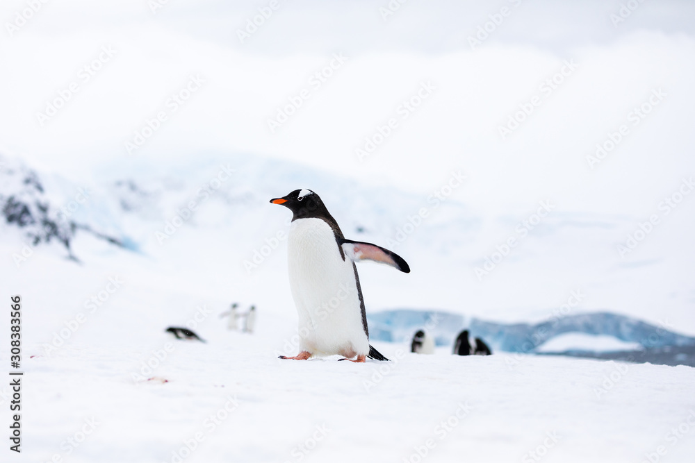 Naklejka premium Gentoo penguin in front of a group of penguins on a slope in the snow and ice of Antarctica