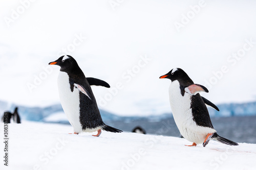 Two gentoo penguins in the ice and snow of Antarctica