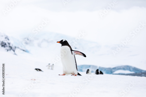 Gentoo penguin in front of a group of penguins on a slope in the snow and ice of Antarctica