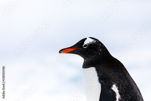 Gentoo penguin in the ice and snow of Antarctica