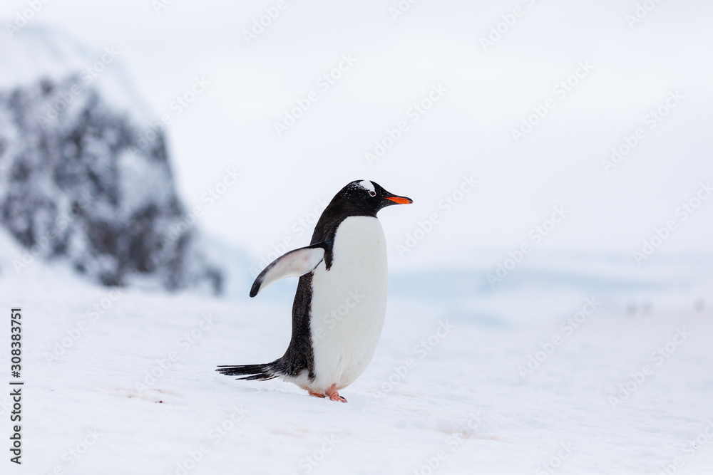 Naklejka premium Gentoo penguin in the ice and snow of Antarctica
